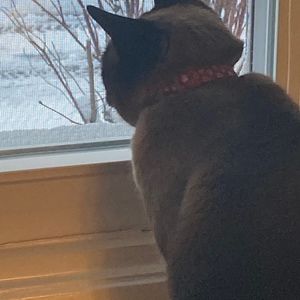 Meet your Posher, Cheryl